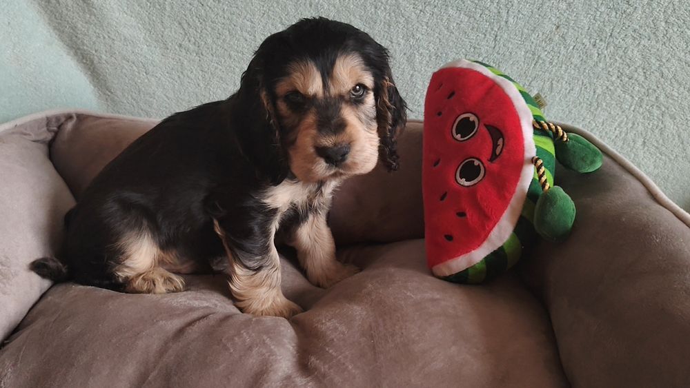 Cocker spaniel angielski piesek , badania