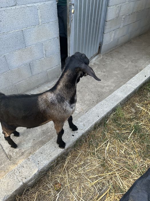 Cabrito macho de bom porte