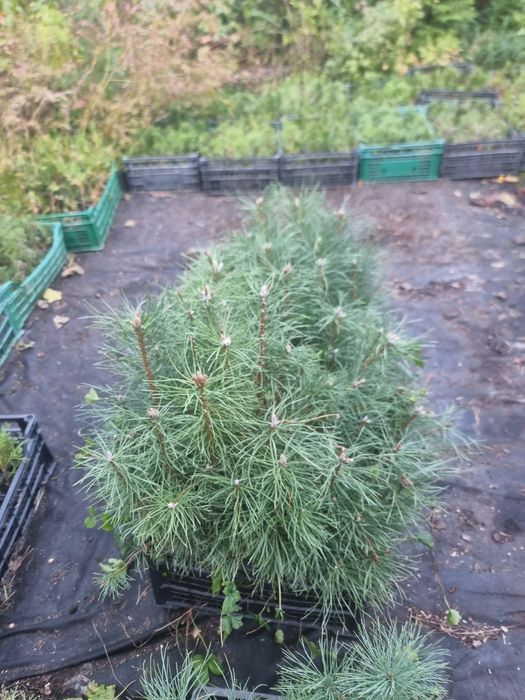 Саженцы Сосны черной Пирамидалис (Pinus nigra Pyramidalis)