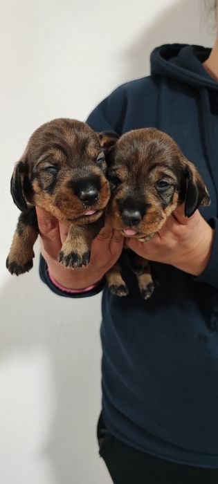 Teckel Standard Cerdoso de qualidade