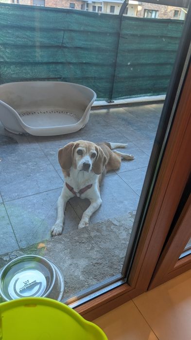 Dá-se Beagle muito meiguinha