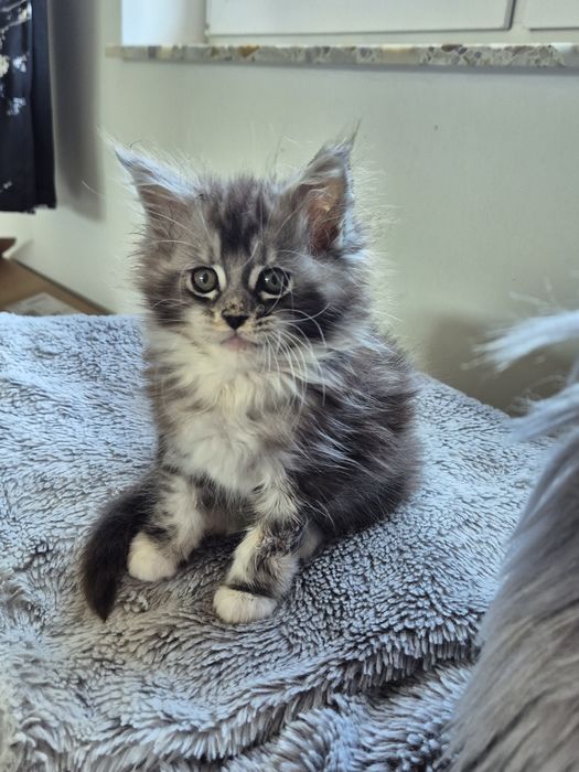 Piękna kotka Maine coon