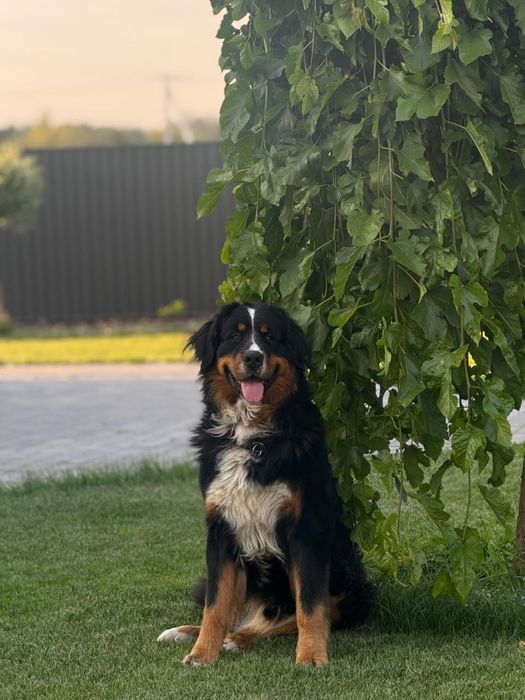 Самець для вязки зенненхунд