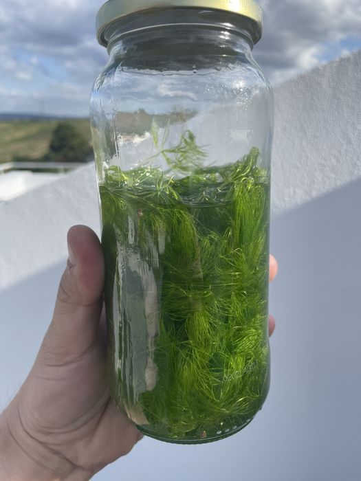 Plantas, troncos, peixes e camarões