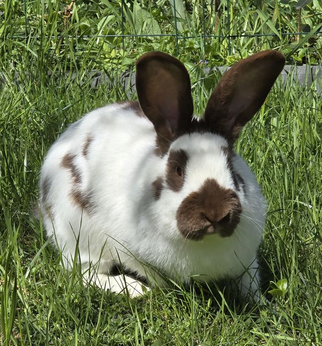 Samiec olbrzym srokacz hawana  OSH mlody samczyk