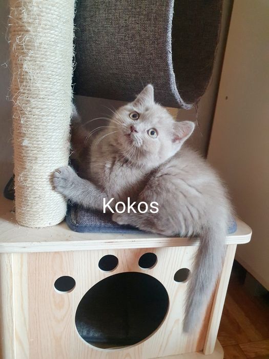 Kocurek brytyjski liliowy