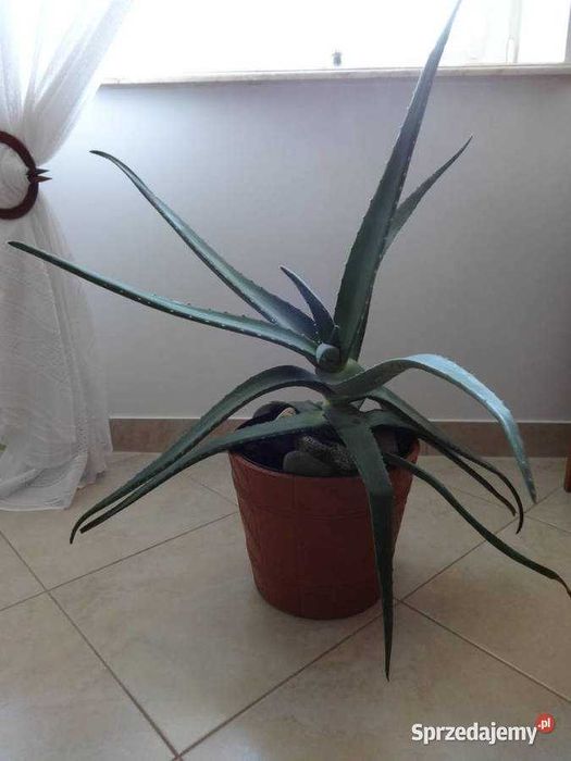 Aloes kwiat doniczkowy