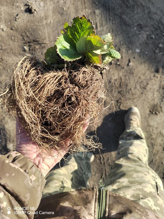 Розсада полуниці