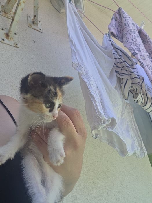 Gatinha para adoção