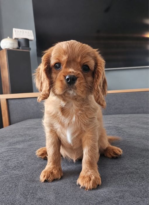 Cavalier King Charles Spaniel