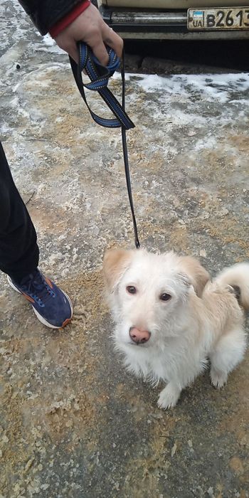 Білявчік Бу шукає родину