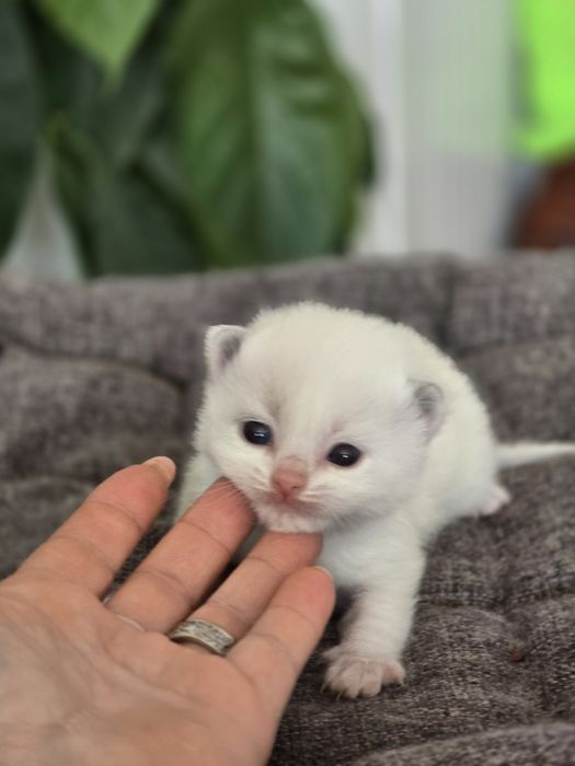 Kocurek ragdoll Rag a 03