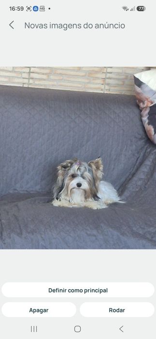 Biewer Terrier Fêmea Mini Criadora Registada PT3088FL
