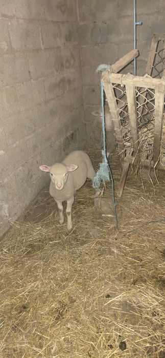 Vendo anhos pronto a sair