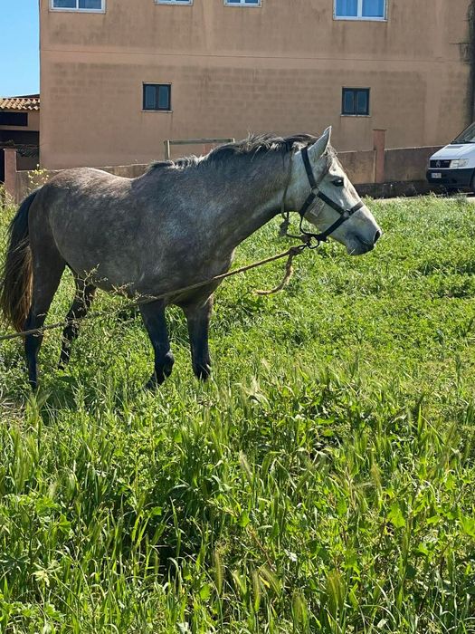 Cavalo russo ....