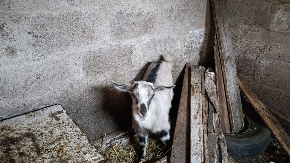 Цапик. Цапики на проведення. Ламанча і альпієць