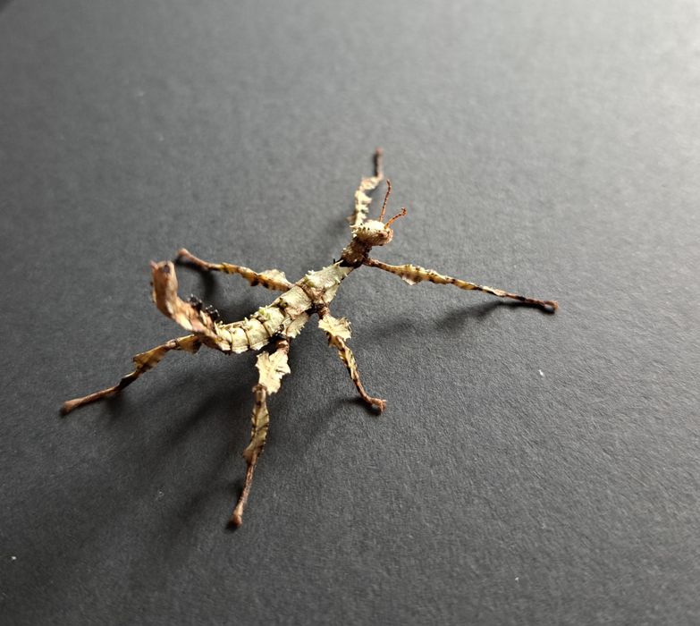 Straszyk australijski / Extatosoma tiaratum