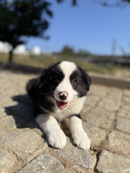 Border Collie fêmea