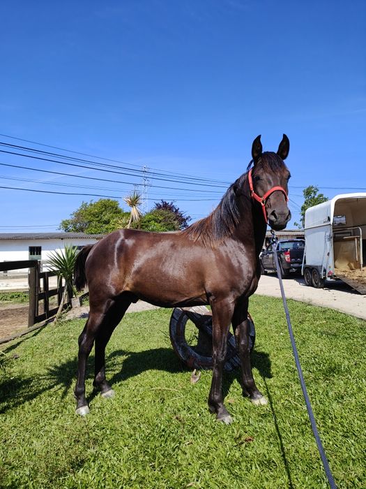 Poldro 2 anos e meio