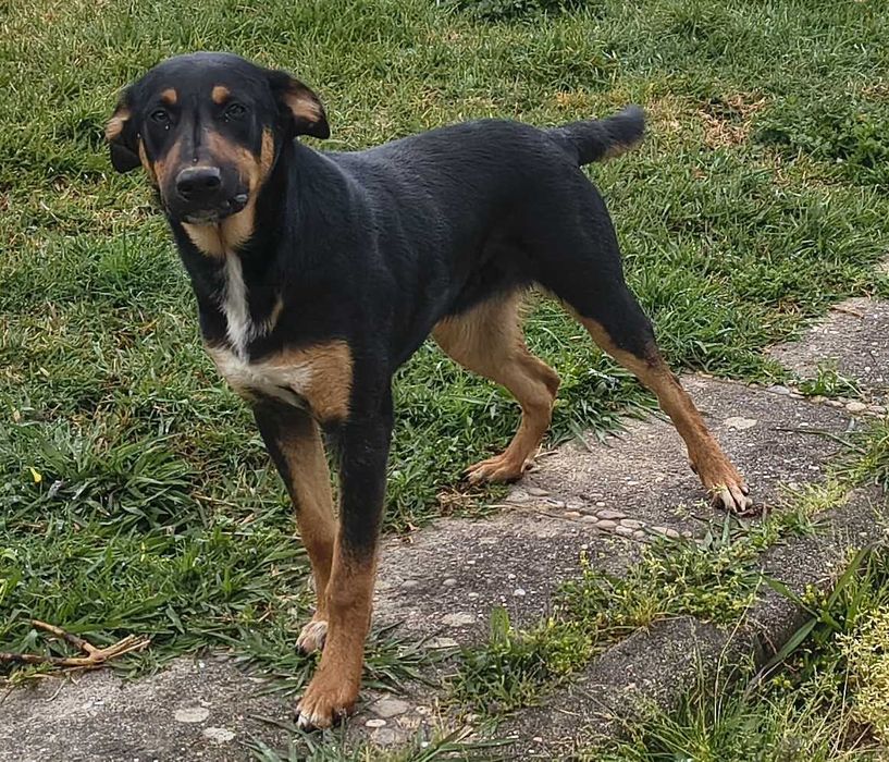 Cachorro de 6 meses Grátis