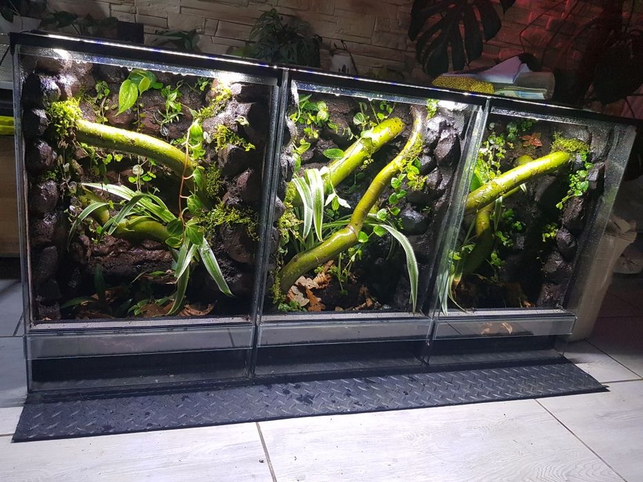 Terrarium tropikalne dla gekona