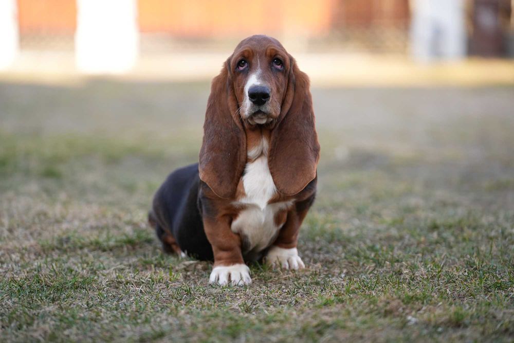 Basset Hound Suczka