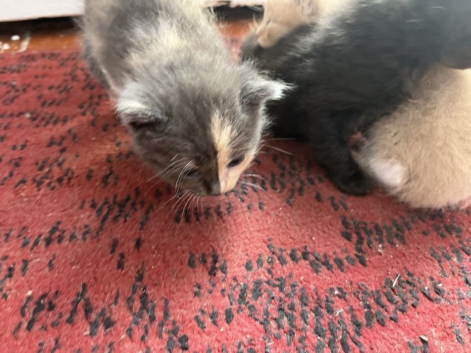 Віддам котиків в добрі руки