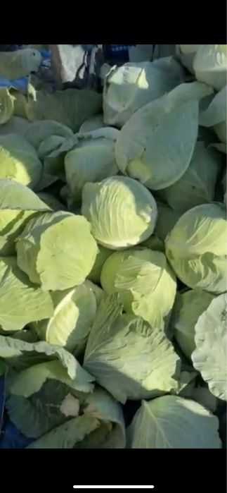 Капуста молода якісні гібриди