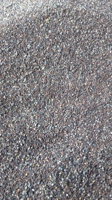 Mieszanka facelia żmijowiec