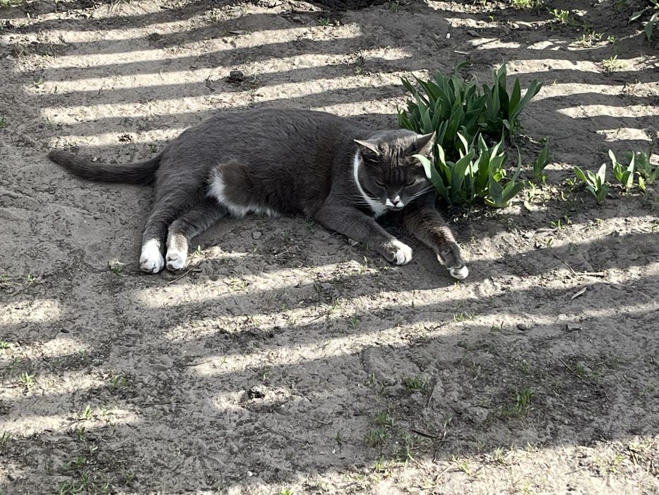 Пропала кошка