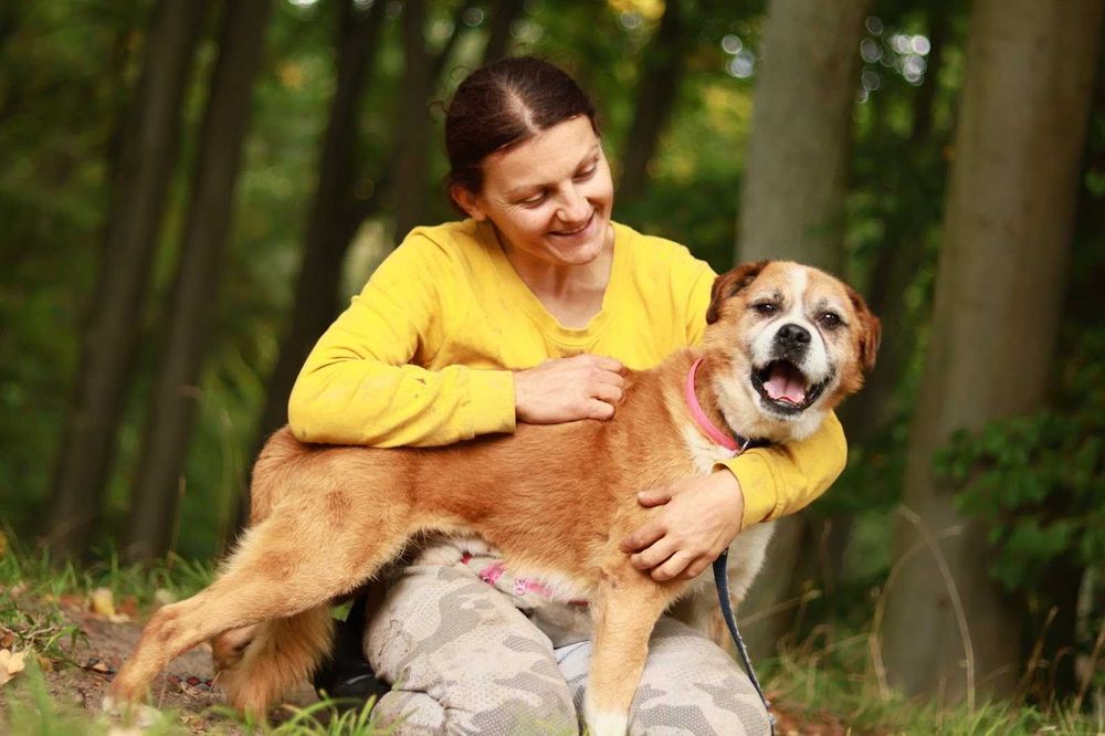 JASKIER - 10 lat, 16kg, łagodny, mix BOKSERA, przekochany. [FILMIK}