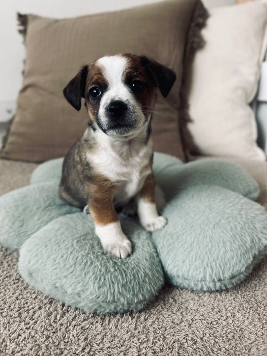 Malutki Tedi w typie Jack Russel Terier