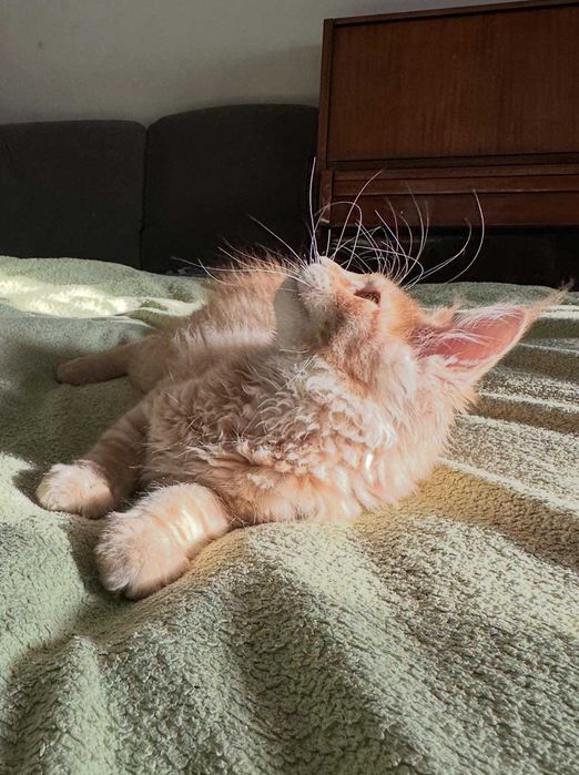 Котенята породи мейн-кун, хлопчики