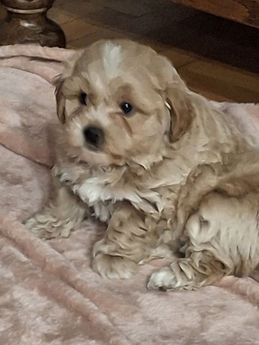 Shihpoo piesek cudaczek