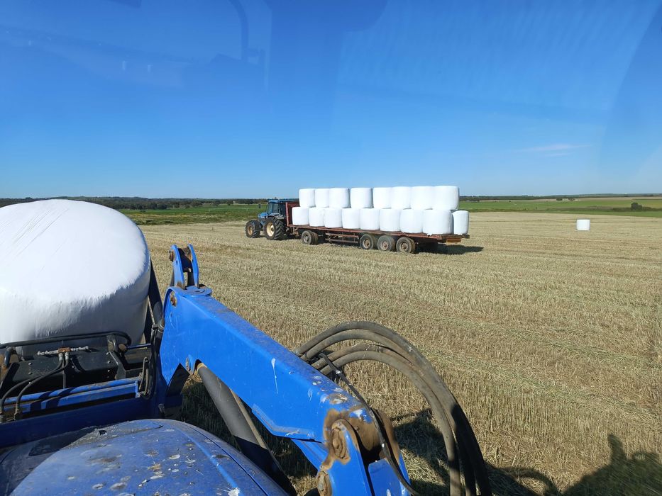 Feno trigo plastificado