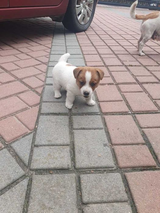 Suczka Szczeniak Jack Russell Terrier