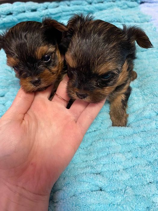 Міні Йорки 2 хлопчика