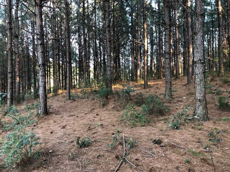 Terrenos em Santa Comba Dão