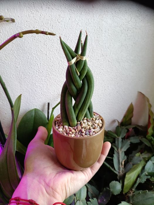 Wężownica Sansevieria cylindryczna Twist doniczka