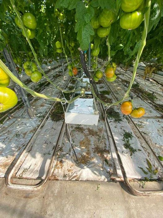 Теплиця типу Венло 1,7 га (плівка, теплиця, труби, Венло)