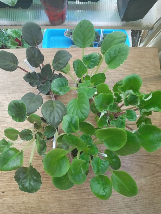 Фіалки сортові, набори