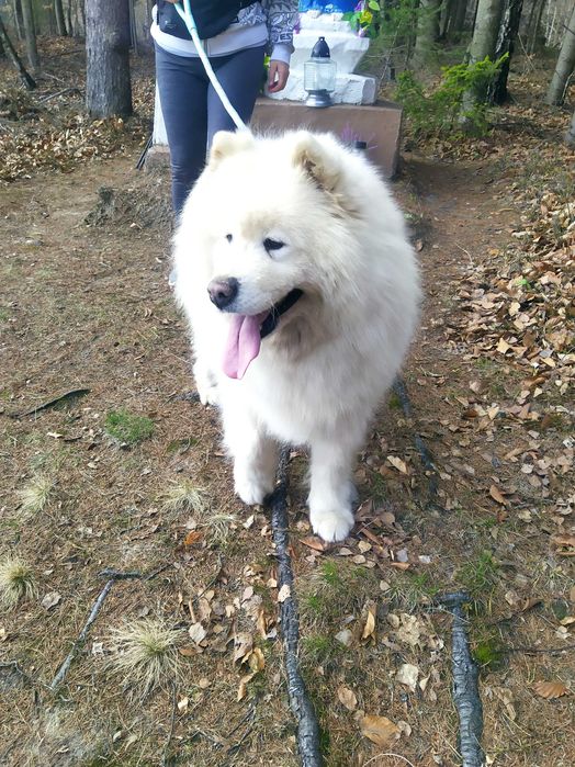 Samoyed Samojed suka dorosła /FCI/Związek Kynologiczny