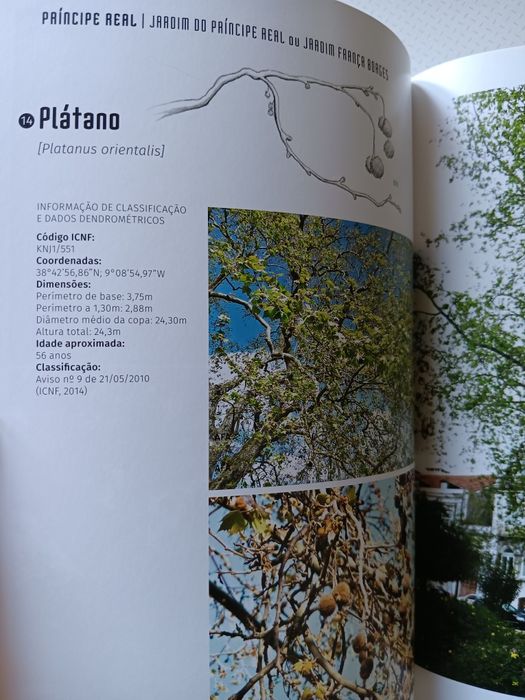 Árvores na Cidade, Graça Amaral Saraiva e Ana Ferreira de Almeida