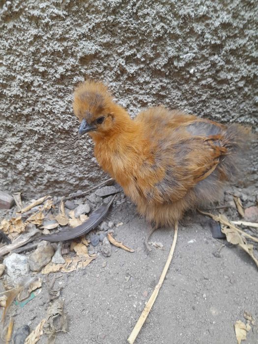 Ovos de raça pura sedosa