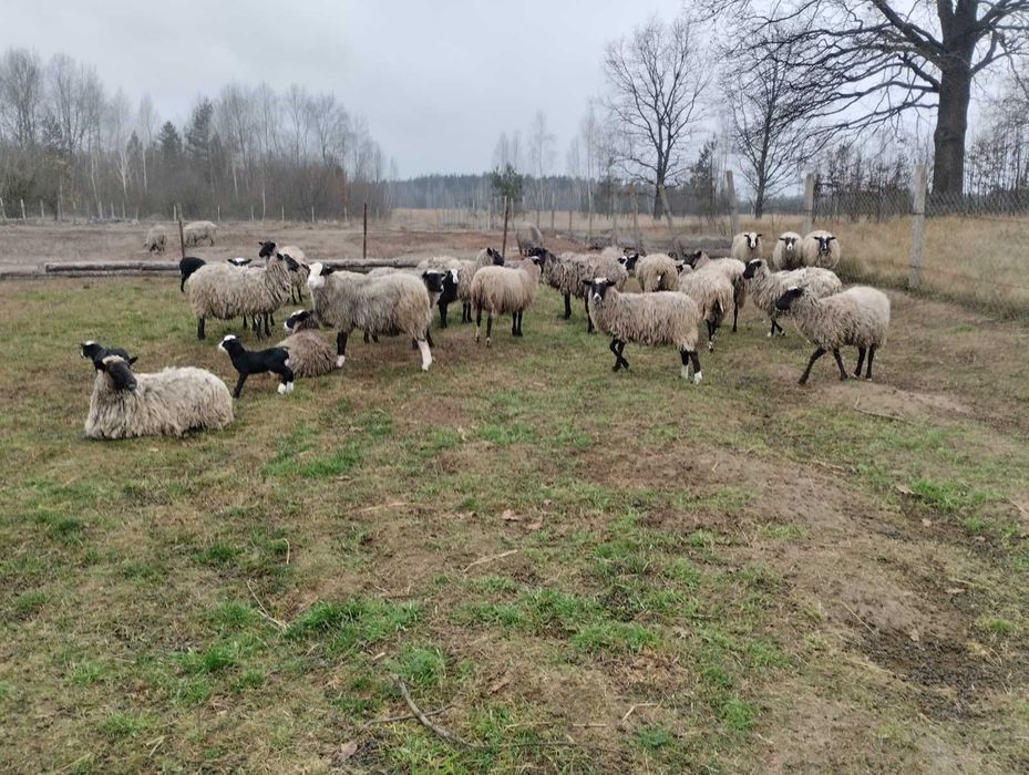 Продам  вівці,вівці