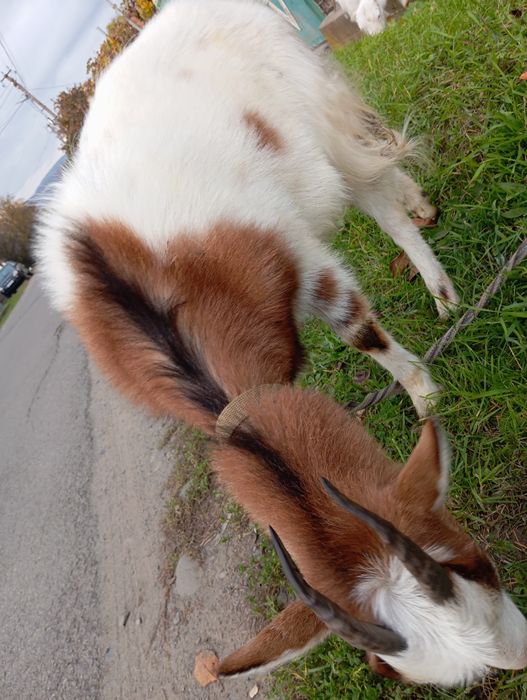 Кози, молоді, хароші