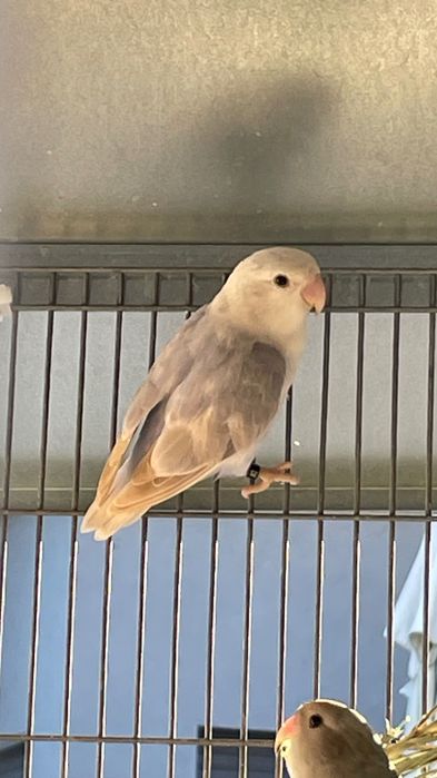 Agapornis roseicollis para acabar de criar