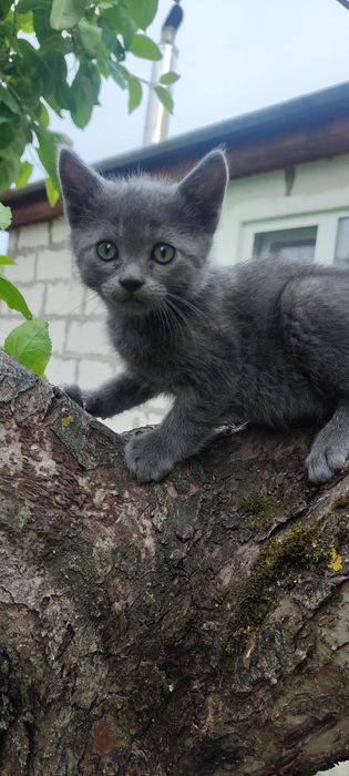 Котики безкоштовно