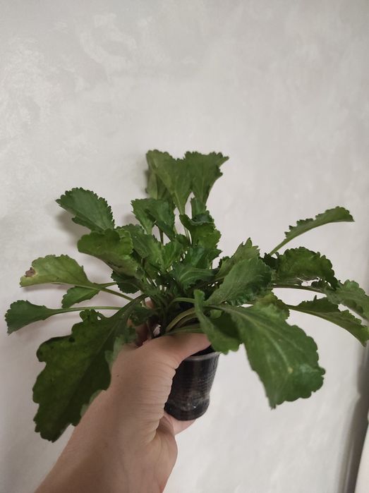 Ромашка садова багаторічна