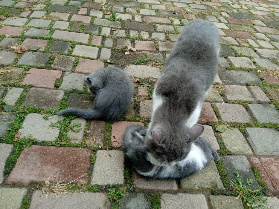 Продам котиків породистих